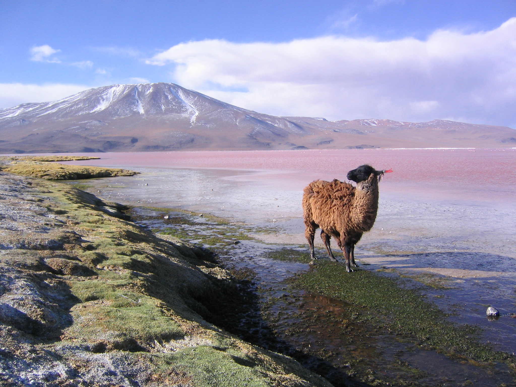 Lama_ Bolivia